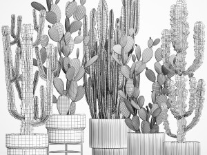 Cactus plants for outdoors and interiors in concrete pots 1209 3D Model