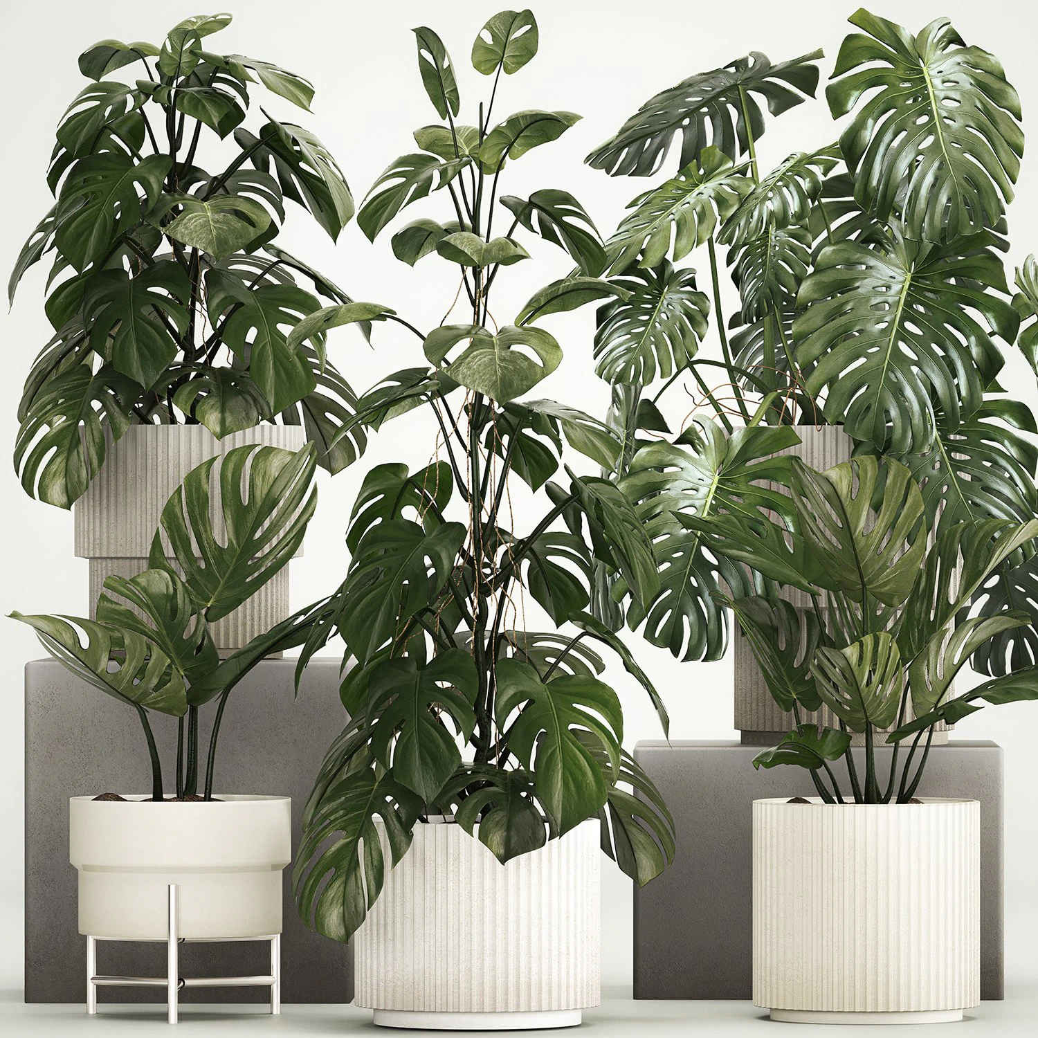 Set of monstera bush plants in a flower pot 1213 3D Model .c4d .max .obj .3ds .fbx .stl .blend 
