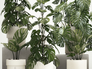 Set of monstera bush plants in a flower pot 1213 3D Model