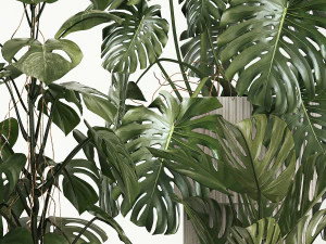 Set of monstera bush plants in a flower pot 1213 3D Model