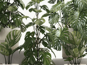 Set of monstera bush plants in a flower pot 1213 3Dモデル