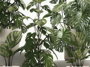 Set of monstera bush plants in a flower pot 1213 3D Model