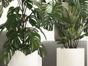 Set of monstera bush plants in a flower pot 1213 3D Model