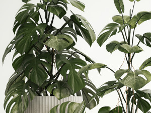 Set of monstera bush plants in a flower pot 1213 3Dモデル