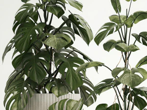 Set of monstera bush plants in a flower pot 1213 3D Model