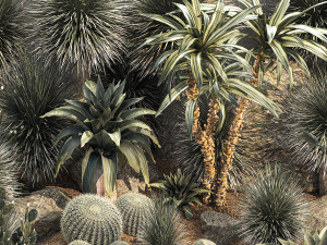 Collection of desert plants from Dracaena and Yucca Cactus 3D-Modell