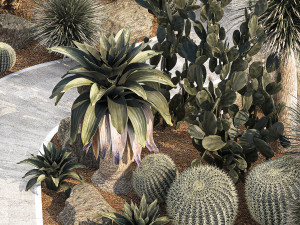 Collection of desert plants from Dracaena and Yucca Cactus 3D-Modell