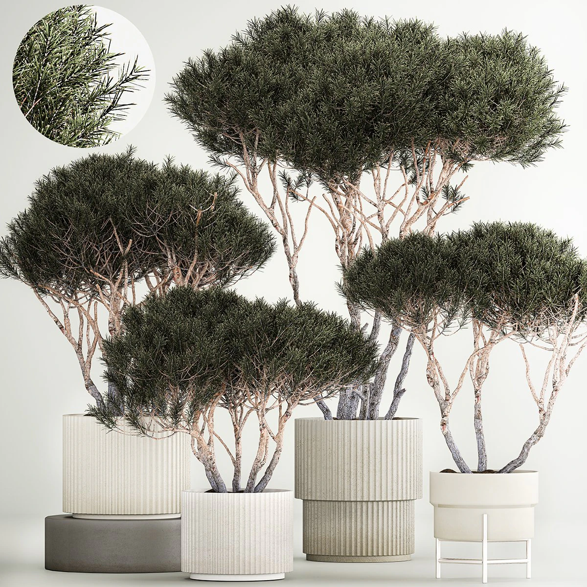 Set Trees in flowerpots topiary pine for decor 1215 3D Model .c4d .max .obj .3ds .fbx .stl .blend 