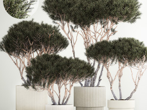 Set Trees in flowerpots topiary pine for decor 1215 3D Model