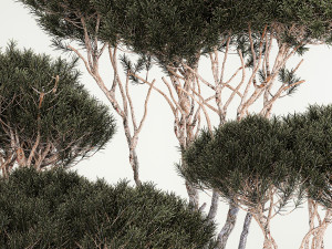 Set Trees in flowerpots topiary pine for decor 1215 Modelo 3D