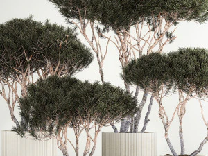 Set Trees in flowerpots topiary pine for decor 1215 3D Model