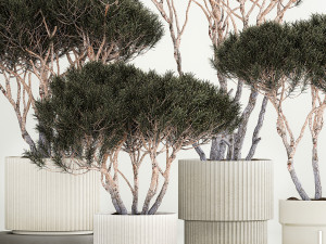 Set Trees in flowerpots topiary pine for decor 1215 Modelo 3D