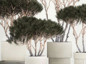 Set Trees in flowerpots topiary pine for decor 1215 3D Model