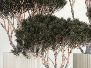 Set Trees in flowerpots topiary pine for decor 1215 Modelo 3D