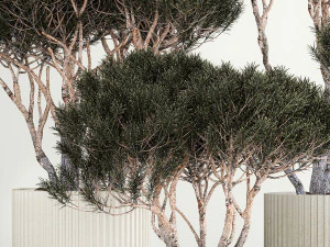 Set Trees in flowerpots topiary pine for decor 1215 3D Model