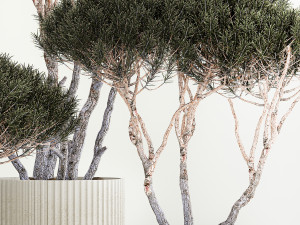Set Trees in flowerpots topiary pine for decor 1215 Modelo 3D