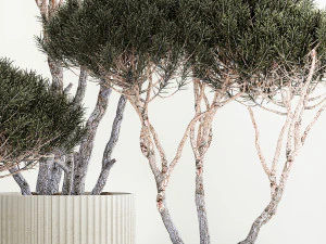 Set Trees in flowerpots topiary pine for decor 1215 3D Model