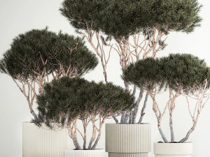 Set Trees in flowerpots topiary pine for decor 1215 3D Model