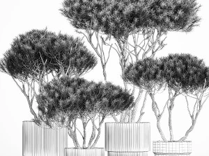 Set Trees in flowerpots topiary pine for decor 1215 3D Model