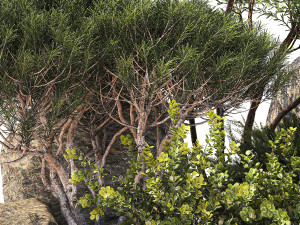 Alpine Slide Of Pine Tipiar Bush Pampas Grass 1217 Modelo 3D