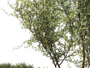 Alpine Slide Of Pine Tipiar Bush Pampas Grass 1217 Modelo 3D