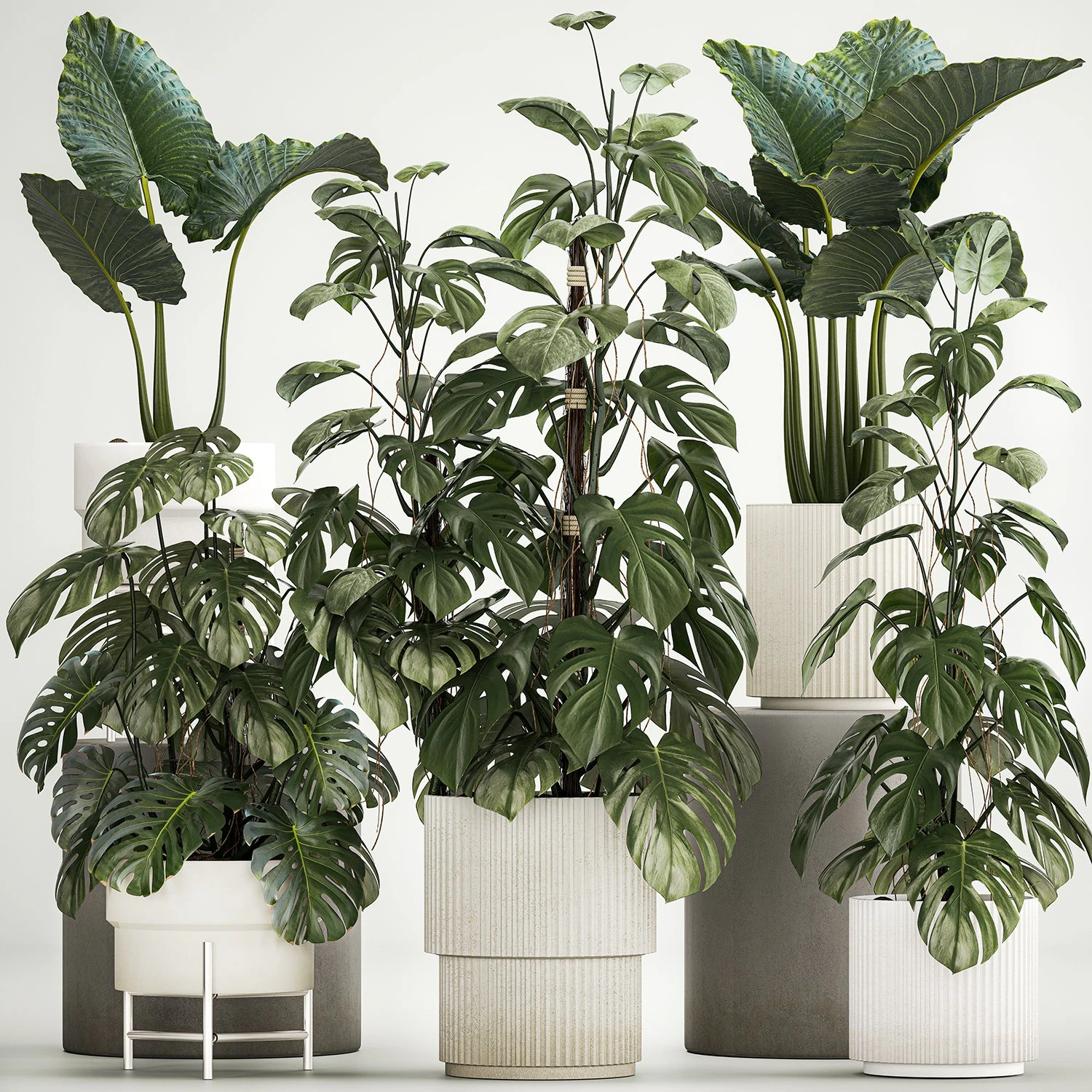 Plantas para decoração em vasos de monstera e alocasia 1218 Modelo 3D .c4d .max .obj .3ds .fbx .stl .blend