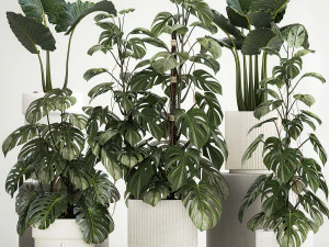 Piante da decorazione in vasi di monstera e alocasia 1218 Modello 3D