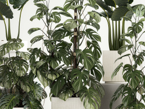 Plants for decoration in pots of monstera and alocasia 1218 3Dモデル