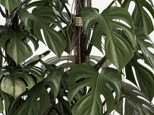 Plants for decoration in pots of monstera and alocasia 1218 3Dモデル