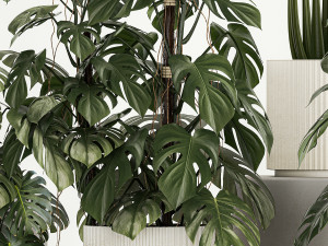 Plants for decoration in pots of monstera and alocasia 1218 3Dモデル