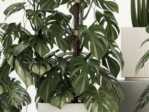 Plantas para decora&ccedil;&atilde;o em vasos de monstera e alocasia 1218 Modelo 3D