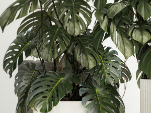 Plants for decoration in pots of monstera and alocasia 1218 3Dモデル