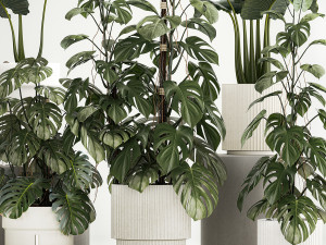 Plants for decoration in pots of monstera and alocasia 1218 3Dモデル