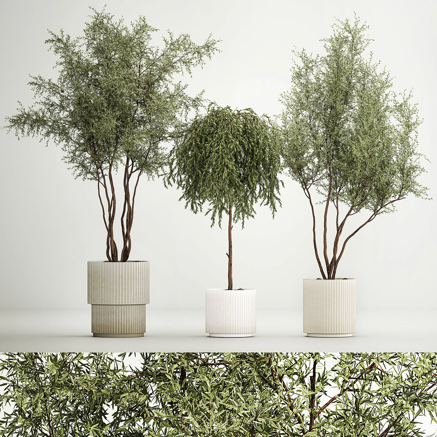 Decorative Trees In Flowerpots Olive And Elaeagnus 1220 3D Model .c4d .max .obj .3ds .fbx .stl .blend 