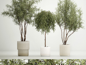Decorative Trees In Flowerpots Olive And Elaeagnus 1220 3D Model