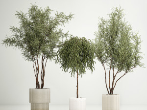 Decorative Trees In Flowerpots Olive And Elaeagnus 1220 3D मॉडल