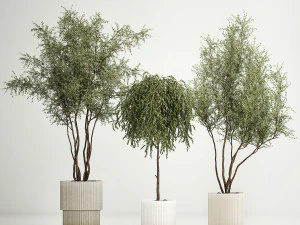 Decorative Trees In Flowerpots Olive And Elaeagnus 1220 3D Model