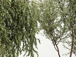 Decorative Trees In Flowerpots Olive And Elaeagnus 1220 3D मॉडल