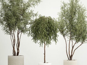 Decorative Trees In Flowerpots Olive And Elaeagnus 1220 3D मॉडल