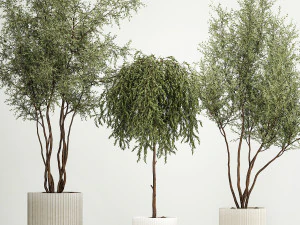 Decorative Trees In Flowerpots Olive And Elaeagnus 1220 3D Model