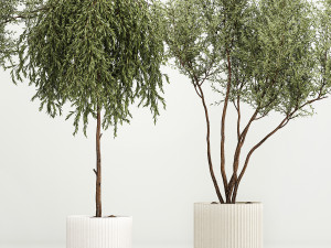 Decorative Trees In Flowerpots Olive And Elaeagnus 1220 3D मॉडल