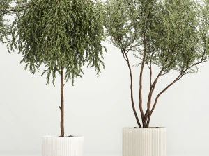 Decorative Trees In Flowerpots Olive And Elaeagnus 1220 3D Model