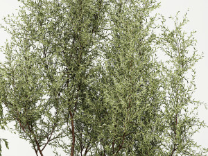 Decorative Trees In Flowerpots Olive And Elaeagnus 1220 3D मॉडल