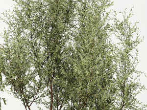 Decorative Trees In Flowerpots Olive And Elaeagnus 1220 3D Model