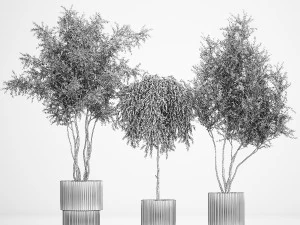 Decorative Trees In Flowerpots Olive And Elaeagnus 1220 3D Model