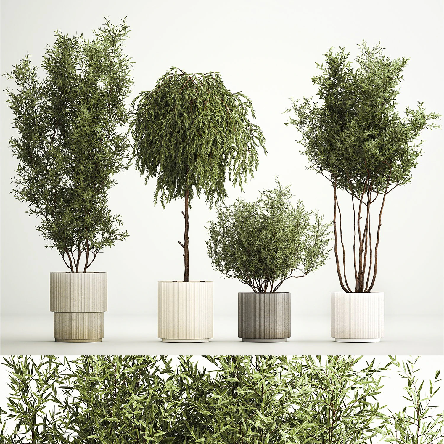 Decorative trees in flowerpots Olive and Elaeagnus 221 3D Model .c4d .max .obj .3ds .fbx .stl .blend 