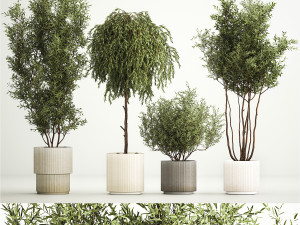 Decorative trees in flowerpots Olive and Elaeagnus 221 3D Model