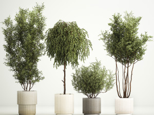 Decorative trees in flowerpots Olive and Elaeagnus 221 3D मॉडल