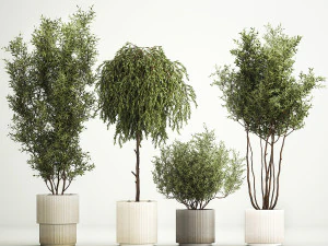 Decorative trees in flowerpots Olive and Elaeagnus 221 3D Model
