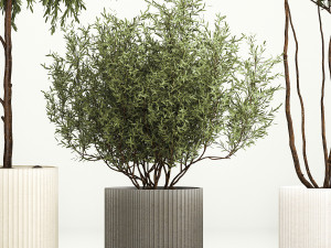 Decorative trees in flowerpots Olive and Elaeagnus 221 3D मॉडल